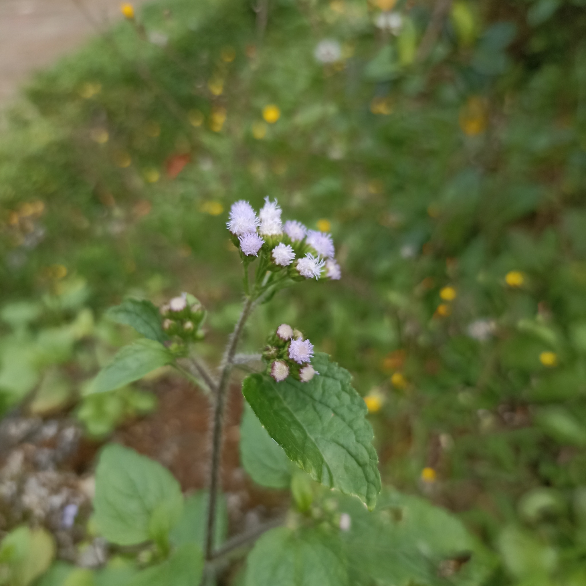 Ageratum conyzoides — ảnh 2