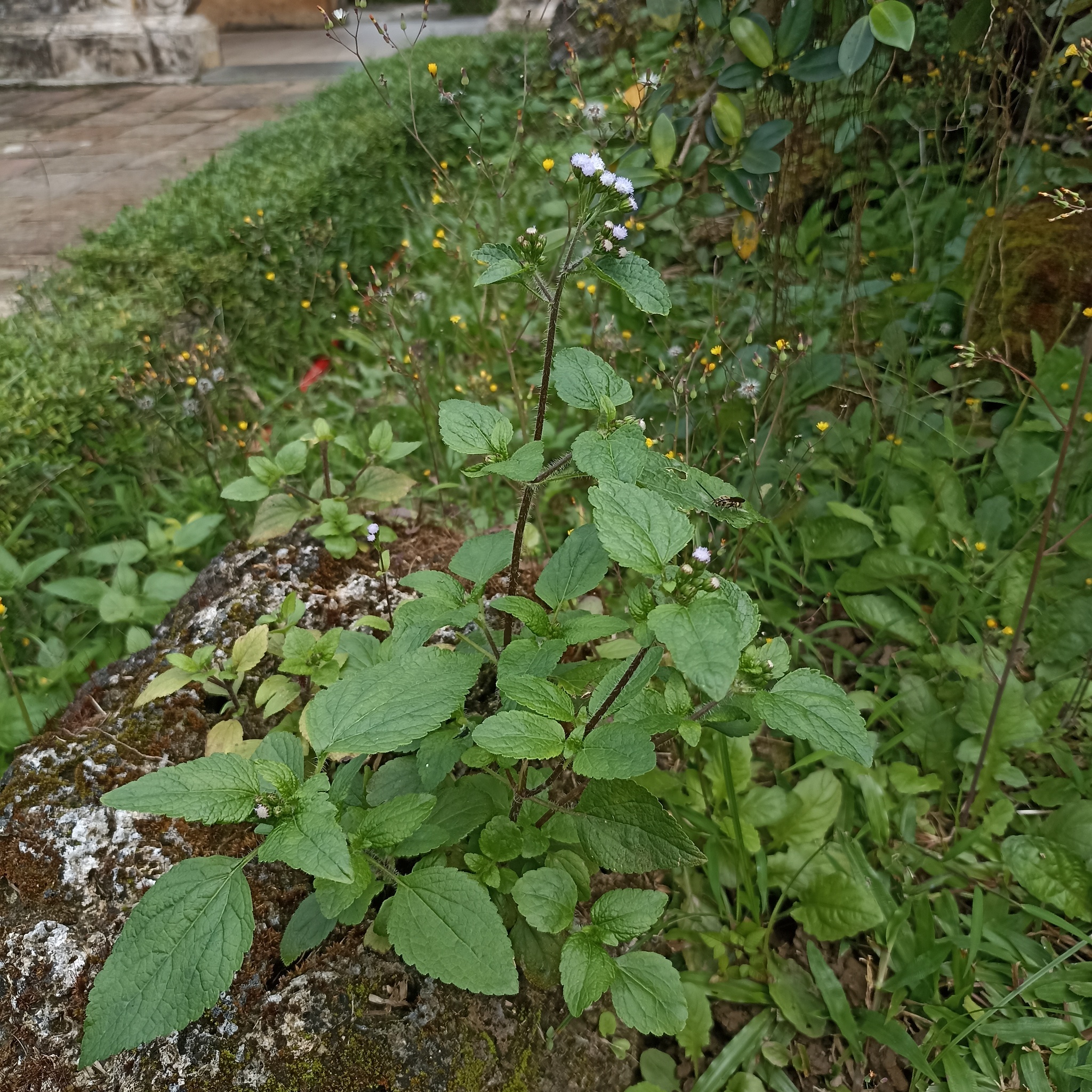 Ageratum conyzoides (Ageratum conyzoides)