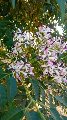 Chinaberry