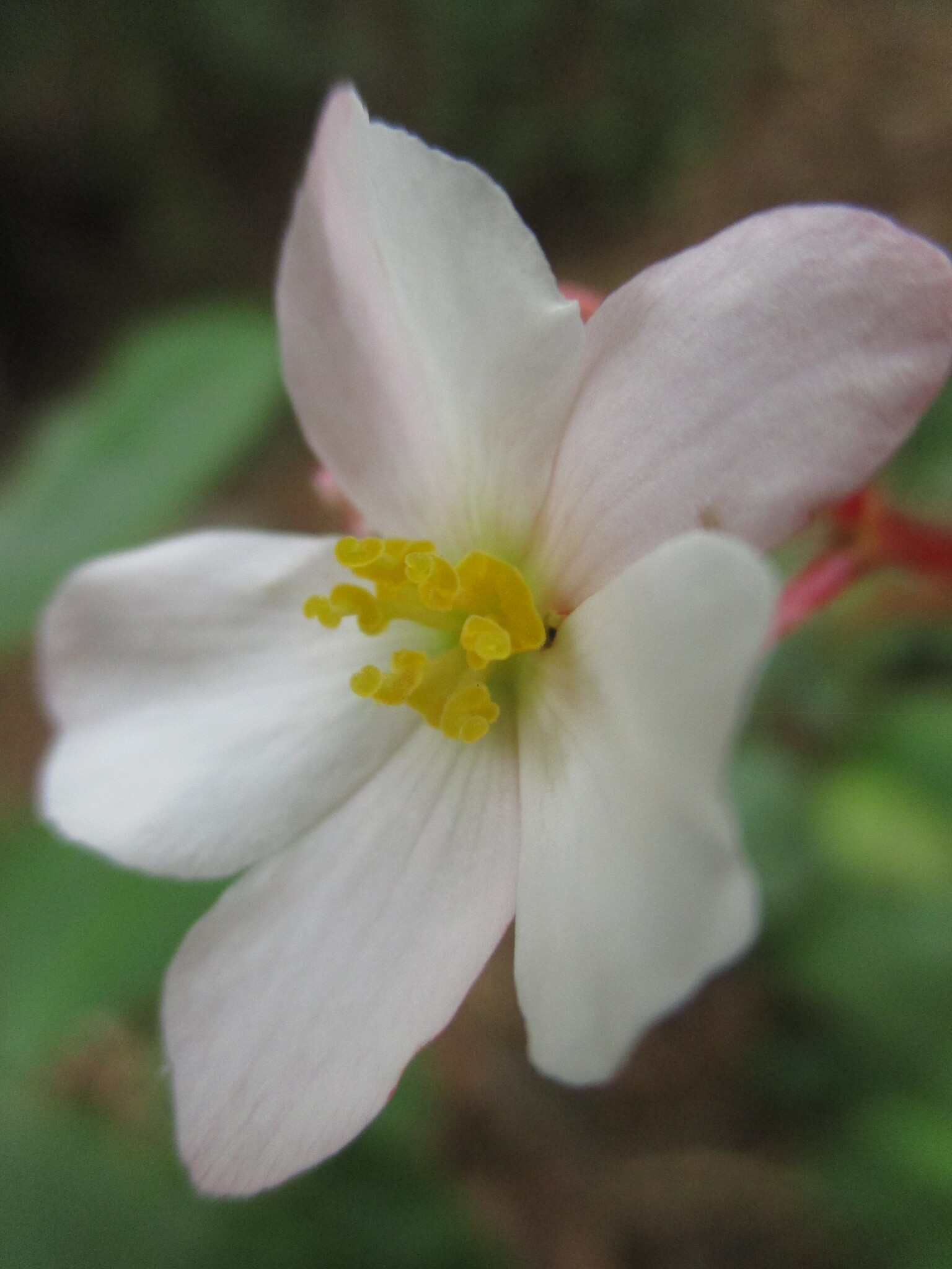 Begonia parcifolia image