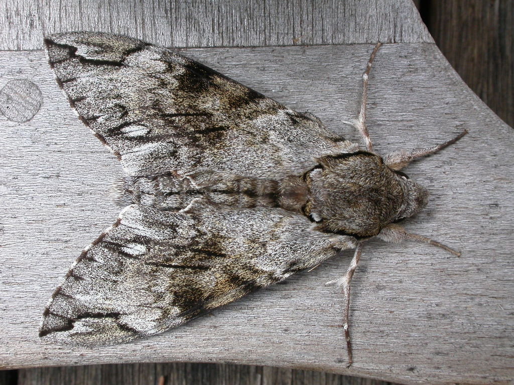 Privet hawk-moth: profile & identification - Plantura