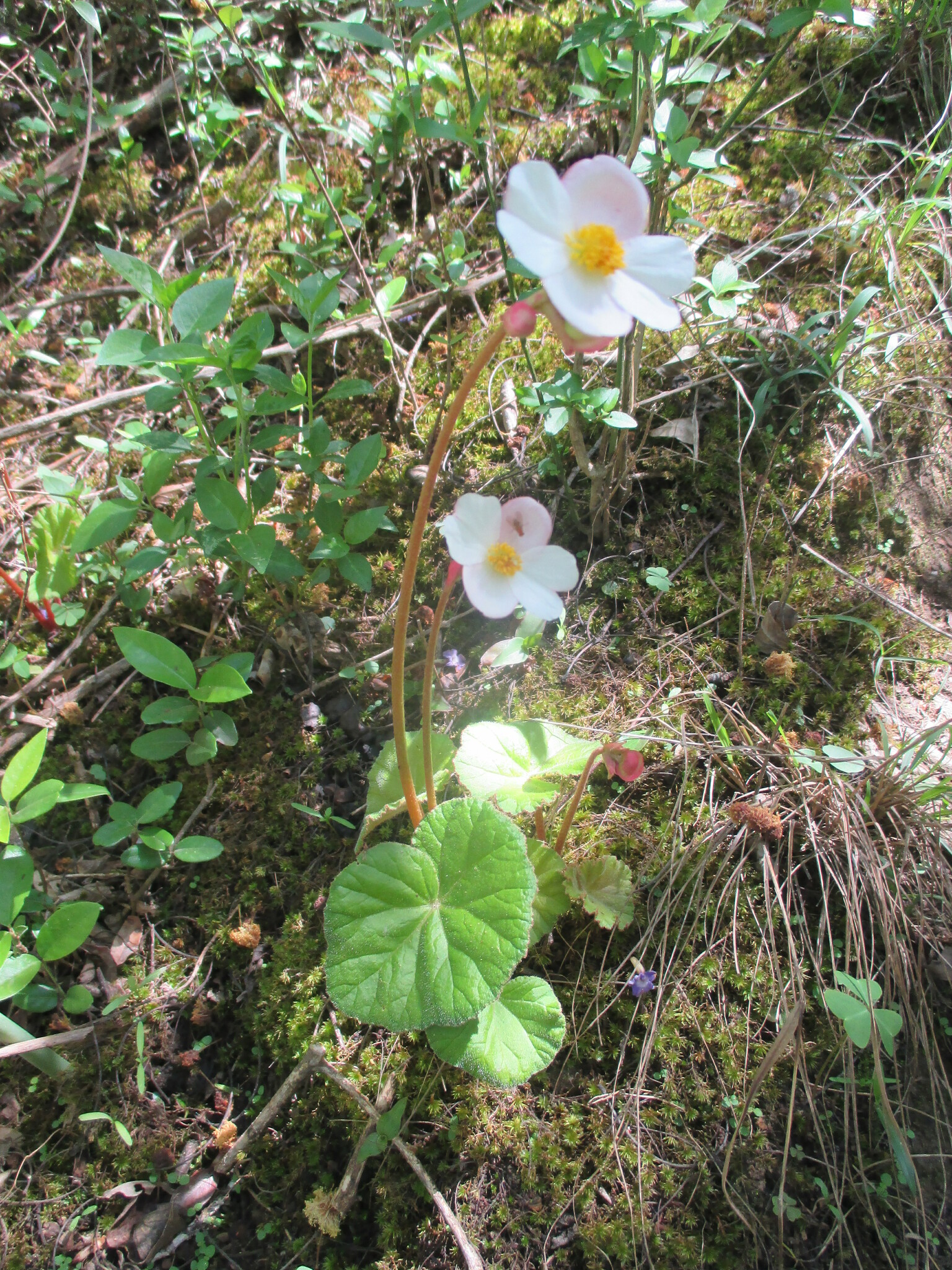 Begonia parcifolia image
