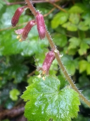 Tolmiea diplomenziesii