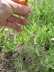 Thelesperma ambiguum