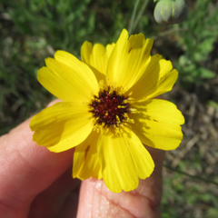 Thelesperma ambiguum