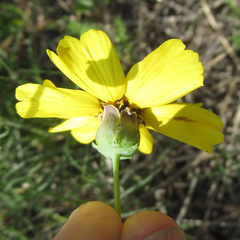 Thelesperma ambiguum
