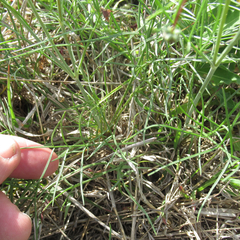 Thelesperma ambiguum