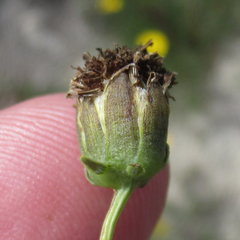 Thelesperma ambiguum