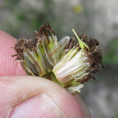 Thelesperma ambiguum
