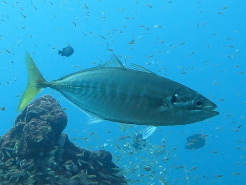 Barred Yellowtail Scad | Native Nature