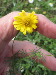 Thymophylla tenuiloba