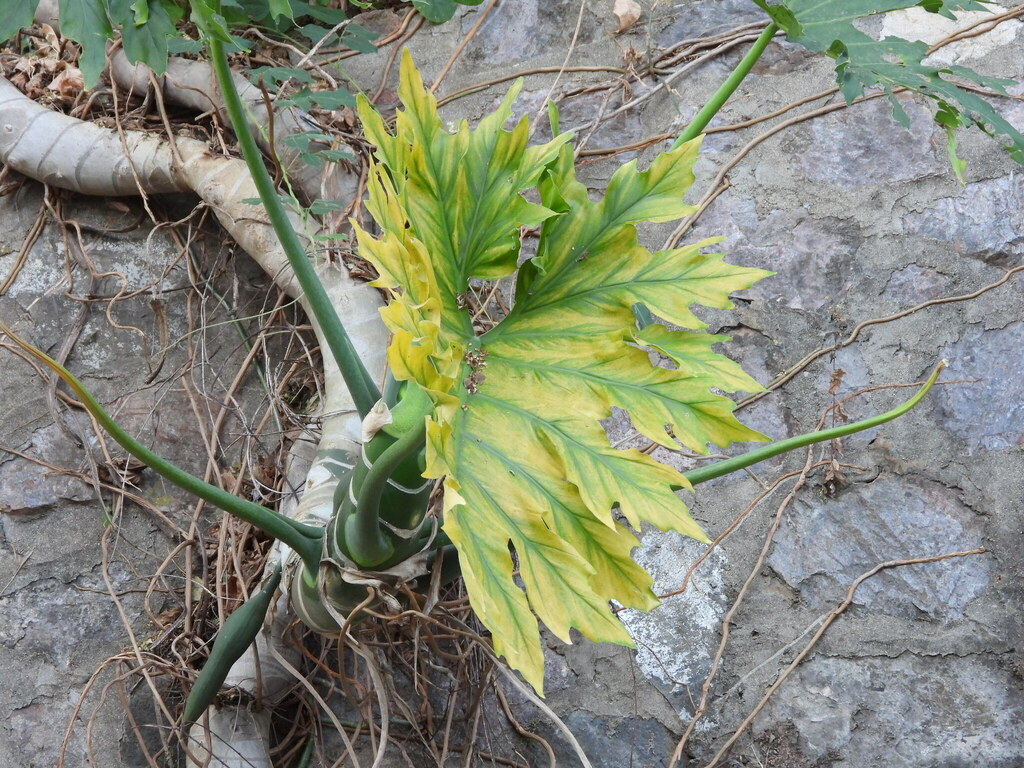 Philodendron warszewiczii; photograph author not stated, no rights reserved