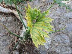 Philodendron warszewiczii