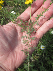 Thymophylla tenuiloba