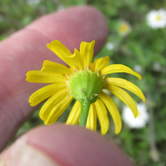 Thymophylla tenuiloba