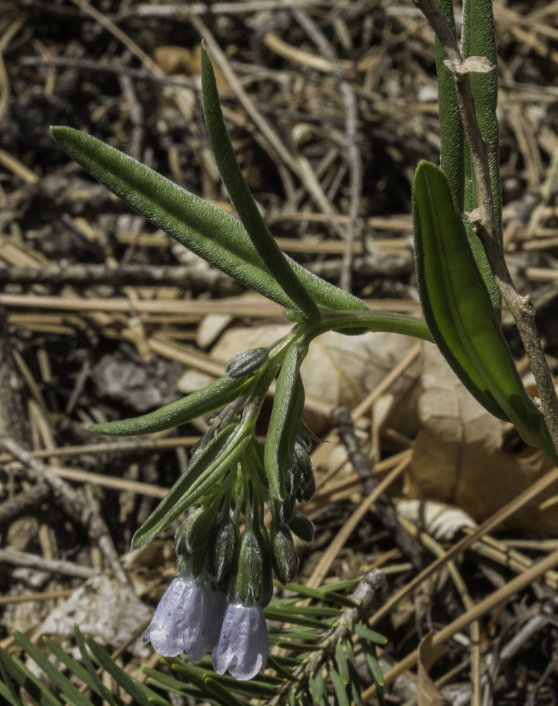Fendler's Bluebell