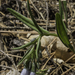 Mertensia fendleri - Photo ללא זכויות יוצרים, הועלה על ידי Craig Martin