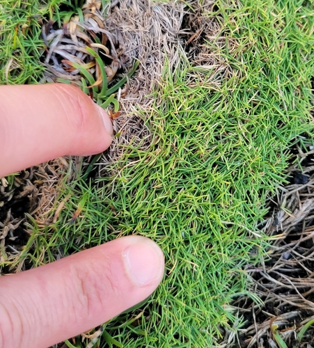 Zoysia pacifica iNat (1)