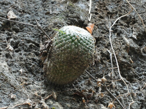 Mammillaria scrippsiana