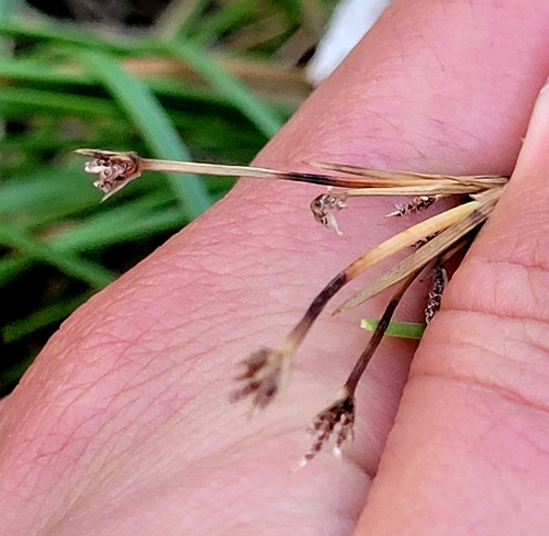 Fimbristylis dichotoma observed 2024-01-06
