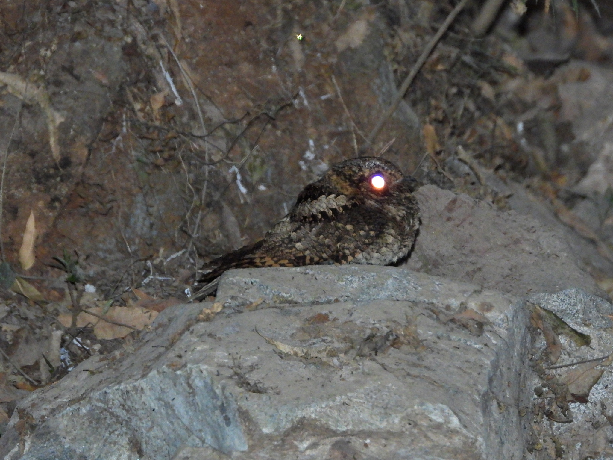 Buff-collared Nightjar (Antrostomus ridgwayi), photo 6