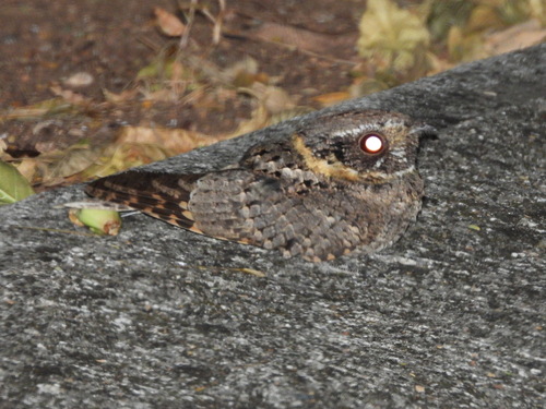 Buff-collared Nightjar (Antrostomus ridgwayi), photo 10
