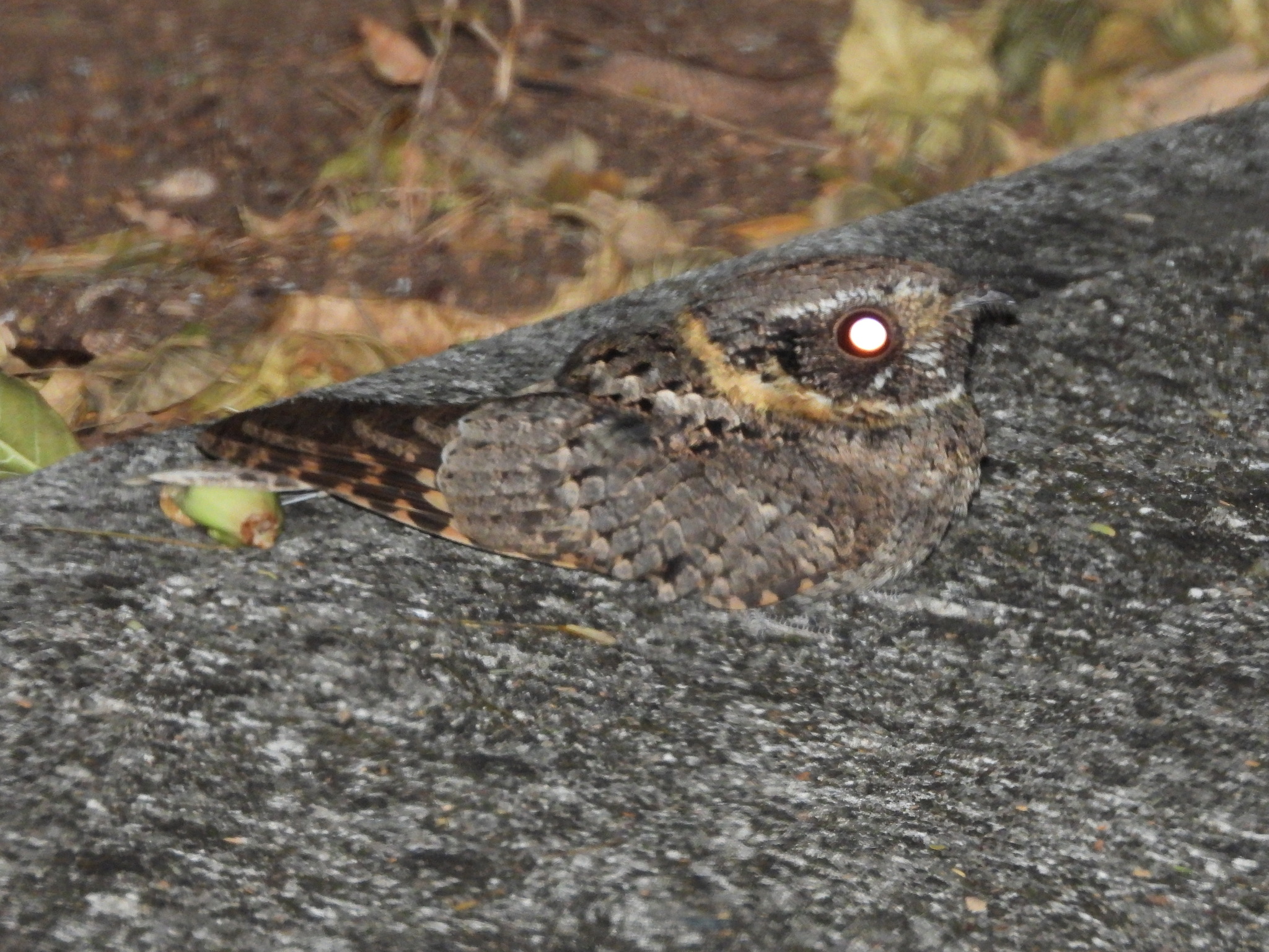 Buff-collared Nightjar (Antrostomus ridgwayi), photo 7