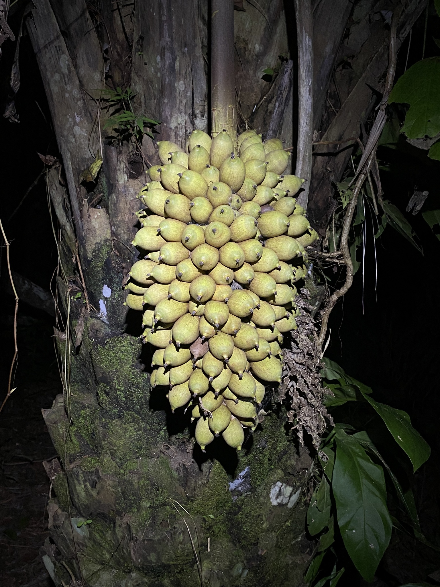 Attalea phalerata