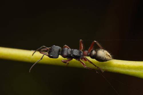 Toothed Bull Ant