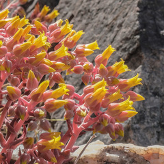 Dudleya saxosa collomiae