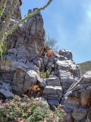 Dudleya saxosa collomiae