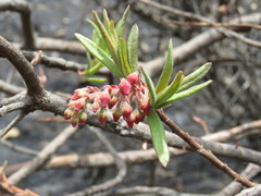 Comarostaphylis glaucescens