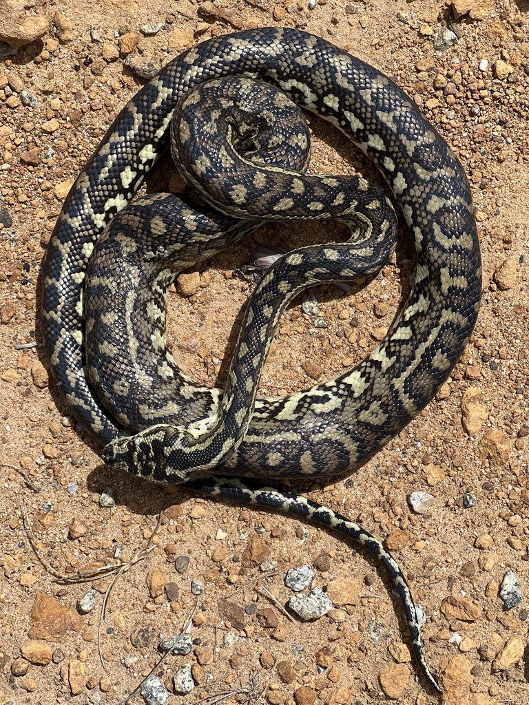 Southwestern Carpet Python from Waychinicup National Park, Cheynes, WA