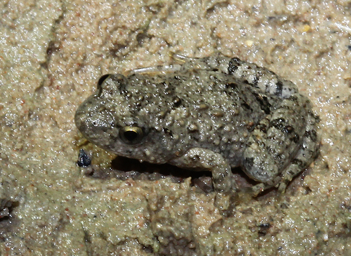 Chirping Froglet, Crinia deserticola