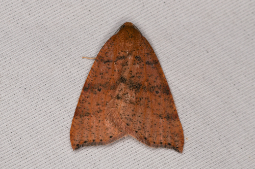 Drepanulatrix falcataria photo 5