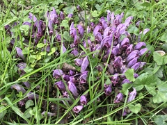 Lathraea clandestina