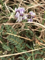 Astragalus lotiflorus