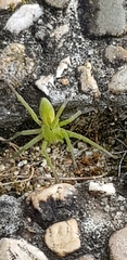 Micrommata