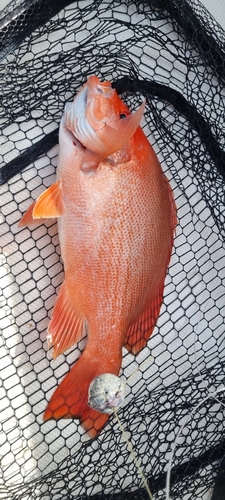 Crimson snapper (Lutjanus erythropterus) — Lutjanidae — 3