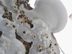 Agathomyia wankowiczii