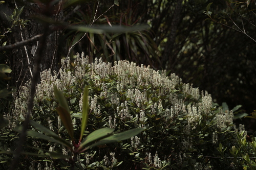 Cunonia pulchella observed 2023-10-23