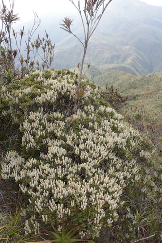 Cunonia pulchella observed 2023-10-24