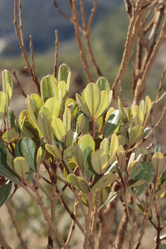 Cunonia pulchella observed 2024-01-03