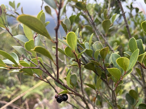Syzygium buxifolium