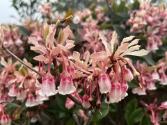 Enkianthus quinqueflorus, photograph Toby Y, CC BY, iNaturalist via GBIF