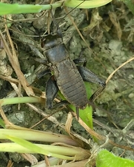 Gryllus campestris