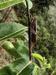 Schistocerca pallens