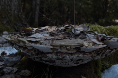 Agathomyia wankowiczii