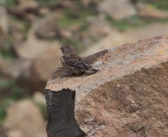 Crithagra symonsi