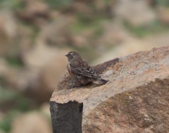 Crithagra symonsi